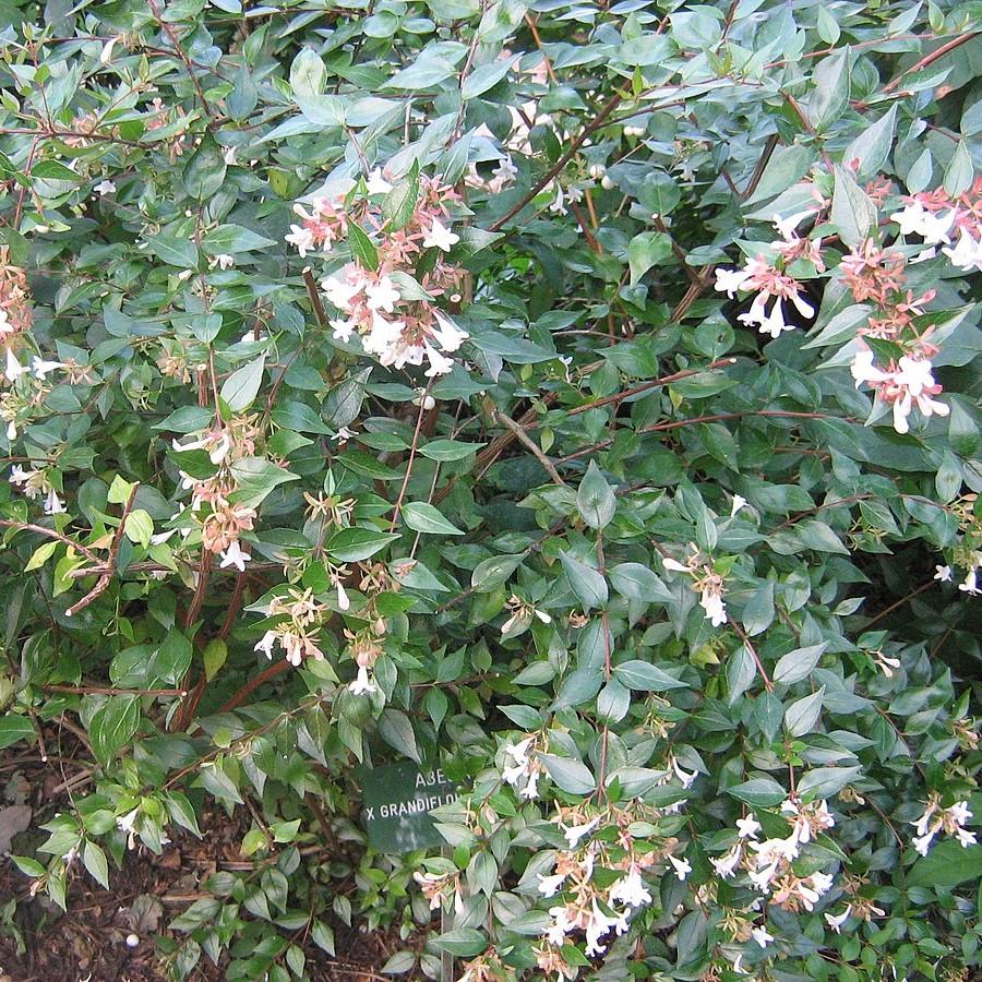 Abelia x grandiflora ~ Glossy Abelia-ServeScape