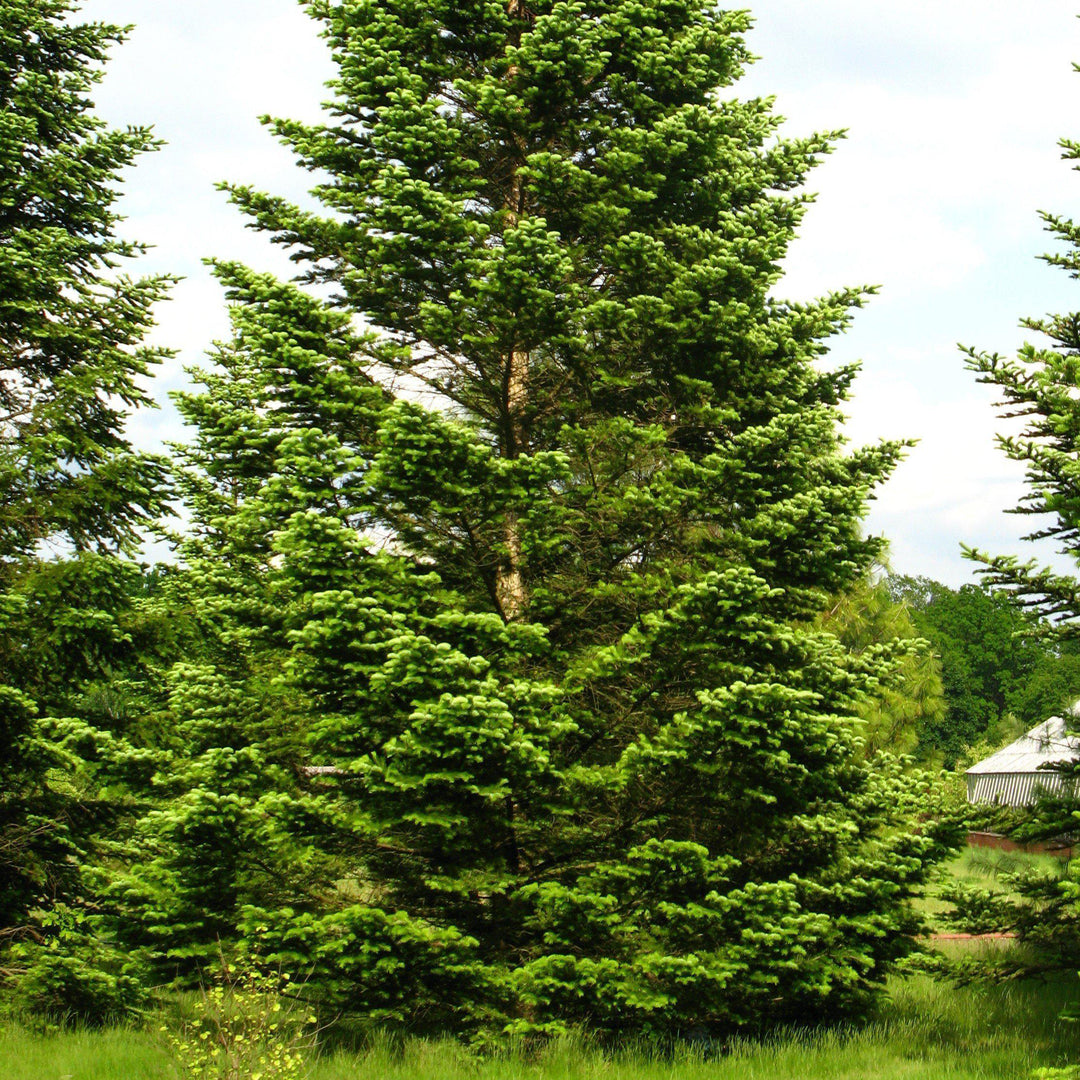 Abies nordmanniana ~ Nordman Fir-ServeScape