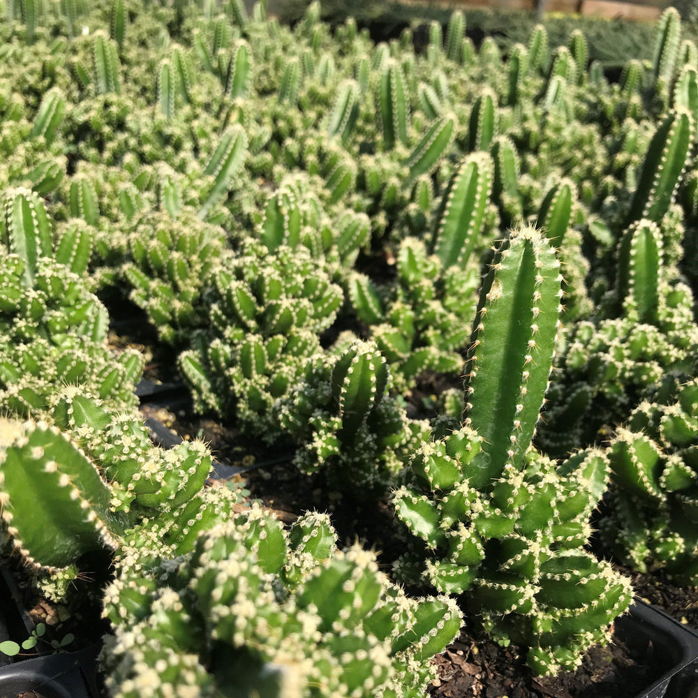 Acanthocereus tetragonus ~ Triangle Cactus - Delivered By ServeScape