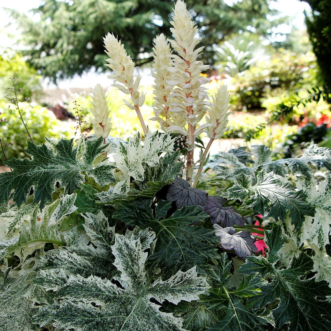 Acanthus x 'Whitewater' ~ Whitewater Bear's Breeches-ServeScape