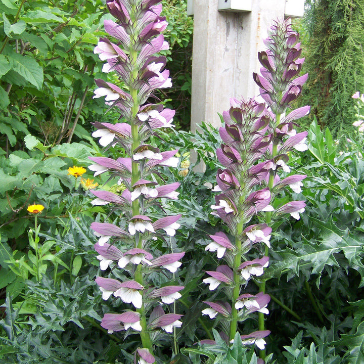 Acanthus spinosus ~ Bear's Breeches-ServeScape