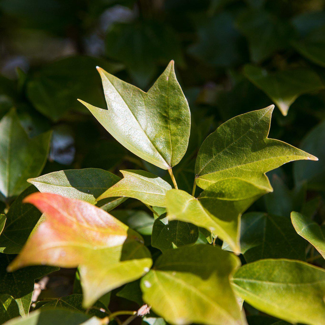 Acer buergerianum ~ Trident Maple - Delivered By ServeScape