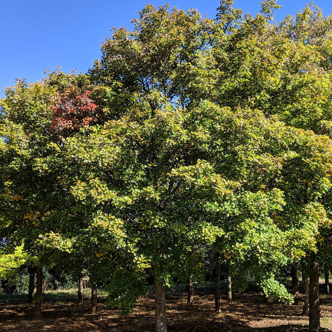 Acer buergerianum ~ Trident Maple-ServeScape