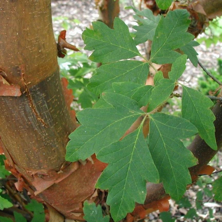 Acer griseum ~ Paperbark Maple-ServeScape