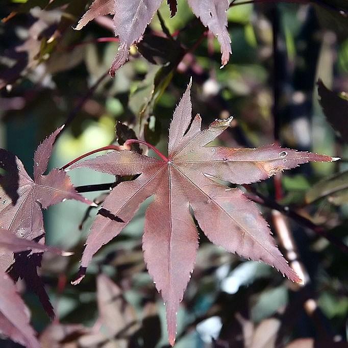 Acer palmatum 'Bloodgood' ~ Japanese Maple 'Bloodgood'-ServeScape