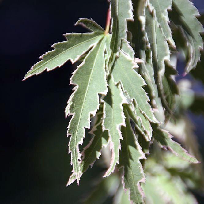 Acer palmatum 'Butterfly' ~ Butterfly Japanese Maple-ServeScape