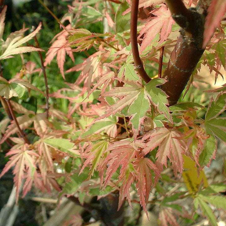Acer palmatum 'Butterfly' ~ Butterfly Japanese Maple-ServeScape