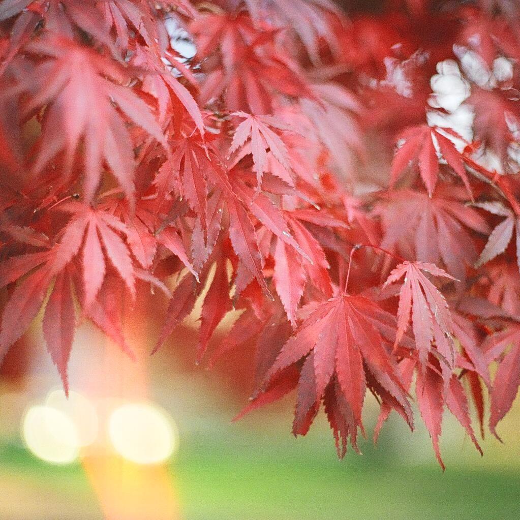 Acer palmatum 'Glowing Embers' ~ Glowing Embers Japanese Maple - Delivered By ServeScape