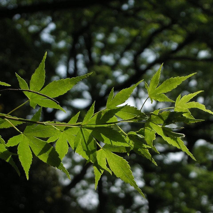 Acer palmatum 'Green' ~ Japanese maple-ServeScape