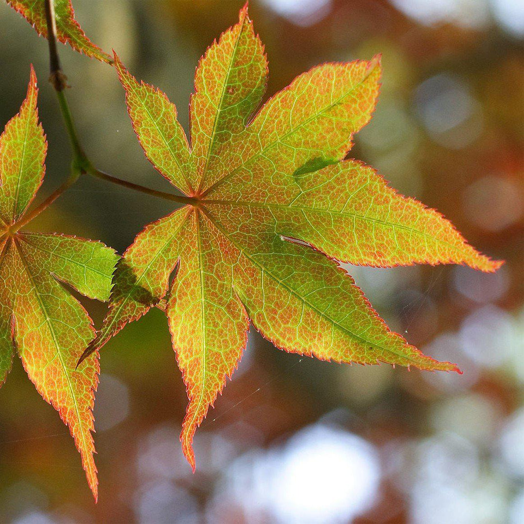 Acer palmatum 'Green' ~ Japanese maple-ServeScape