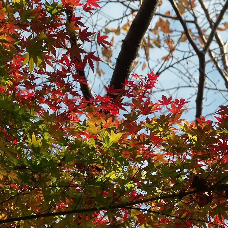 Acer palmatum 'Green' ~ Japanese maple-ServeScape