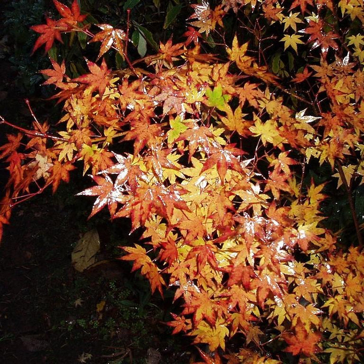 Acer palmatum ~ Japanese Maple-ServeScape