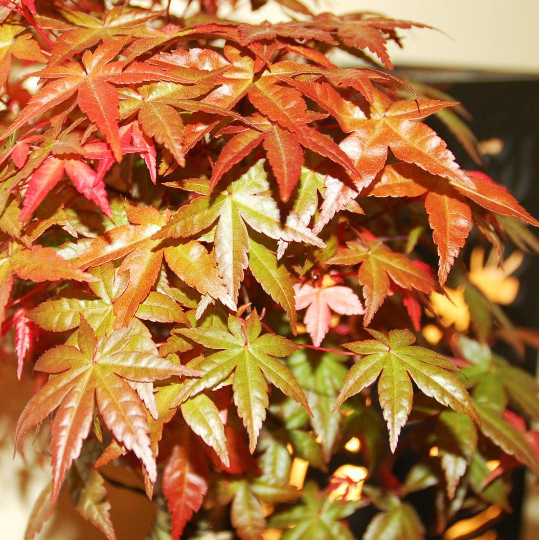 Acer palmatum 'Mikawa yatsubusa' ~ Mikawa Yatsubusa Japanese Maple-ServeScape