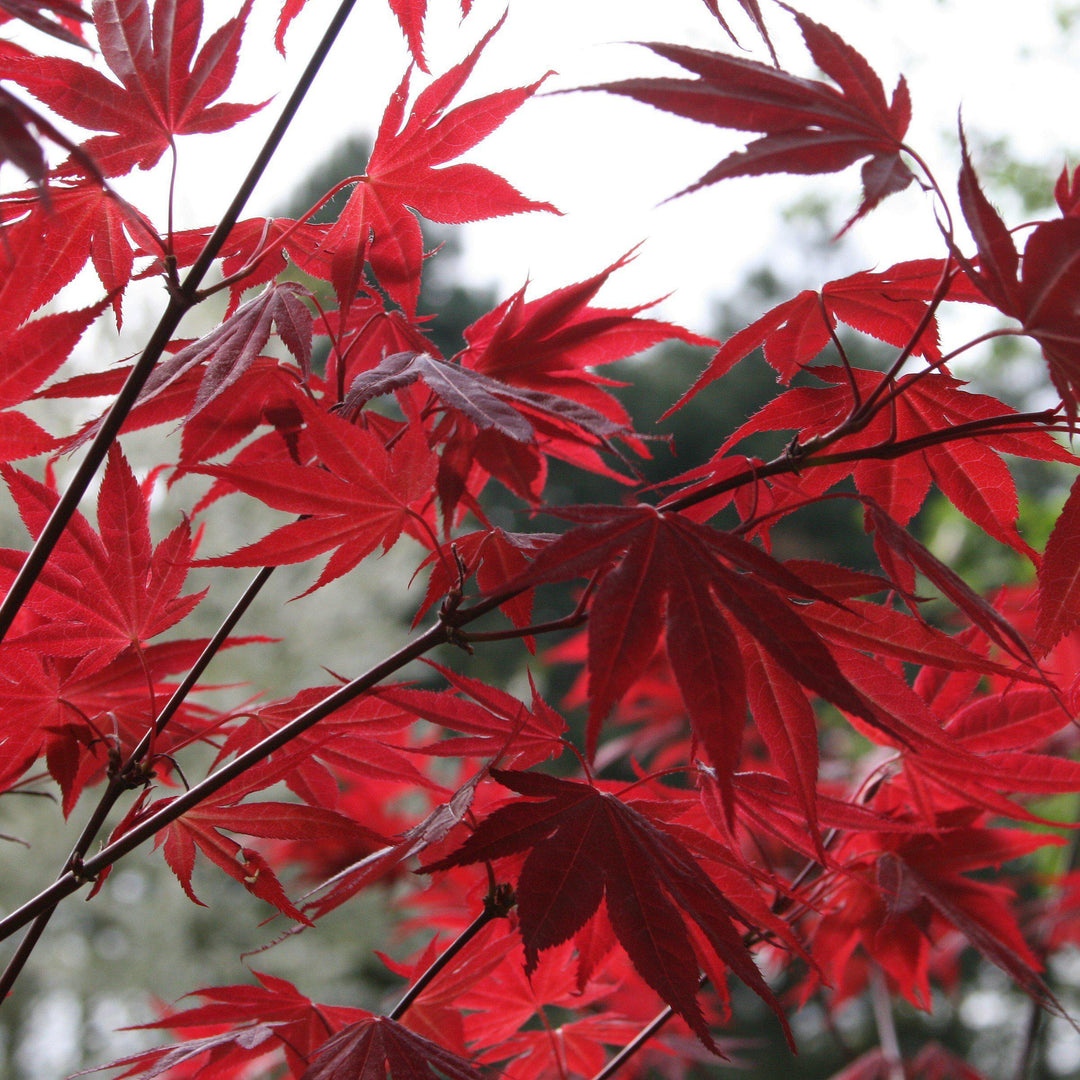 Acer palmatum 'Oshio Beni' ~ Oshio Beni Japanese Maple-ServeScape