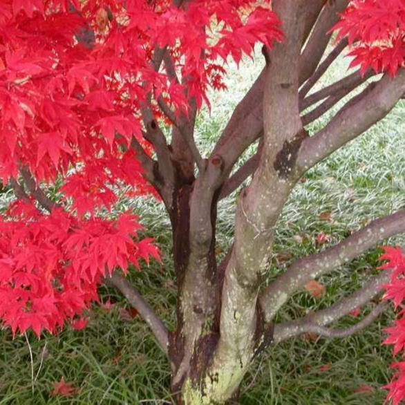 Acer palmatum 'Oshio Beni' ~ Oshio Beni Japanese Maple - Delivered By ServeScape