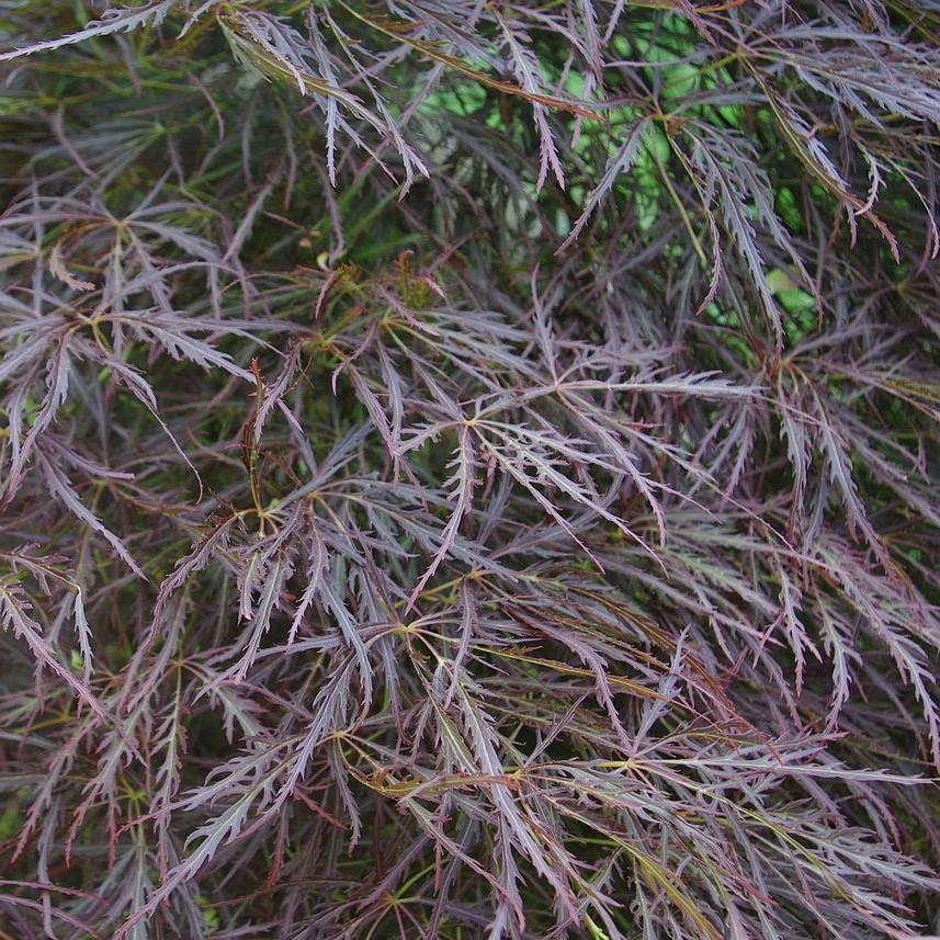 Acer palmatum 'Red Select' ~ Red Select Japanese Maple - Delivered By ServeScape