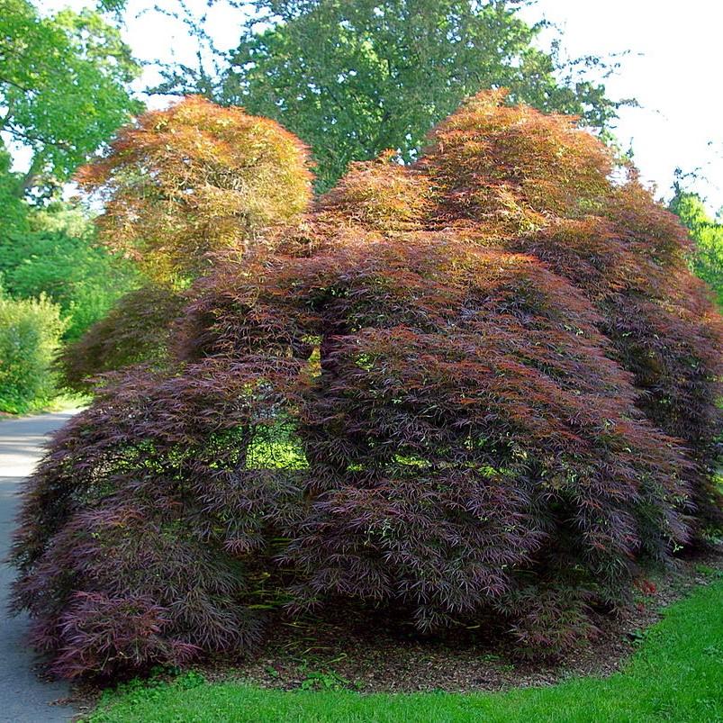 Acer palmatum 'Red Select' ~ Red Select Japanese Maple-ServeScape