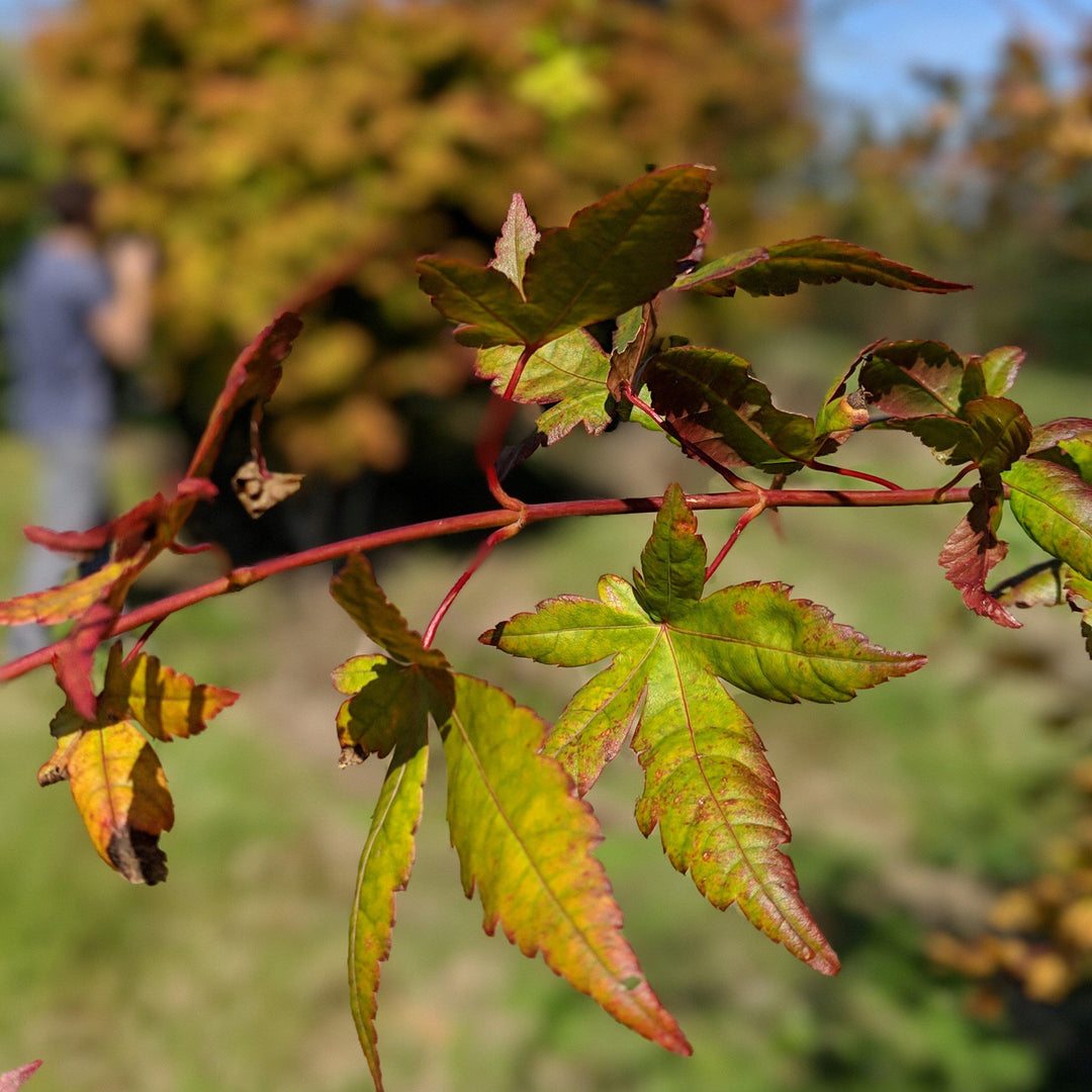 Acer palmatum 'Sango-kaku ~ Coral Bark Japanese Maple-ServeScape