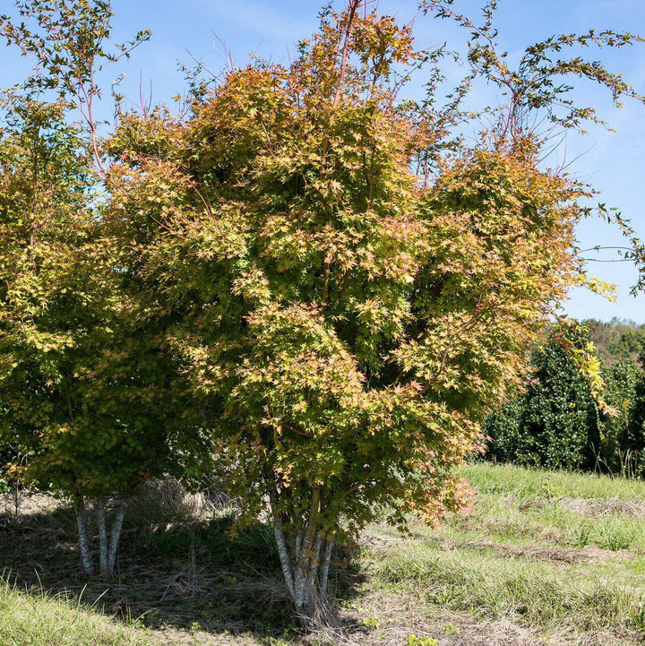 Acer palmatum 'Sango-kaku ~ Coral Bark Japanese Maple-ServeScape