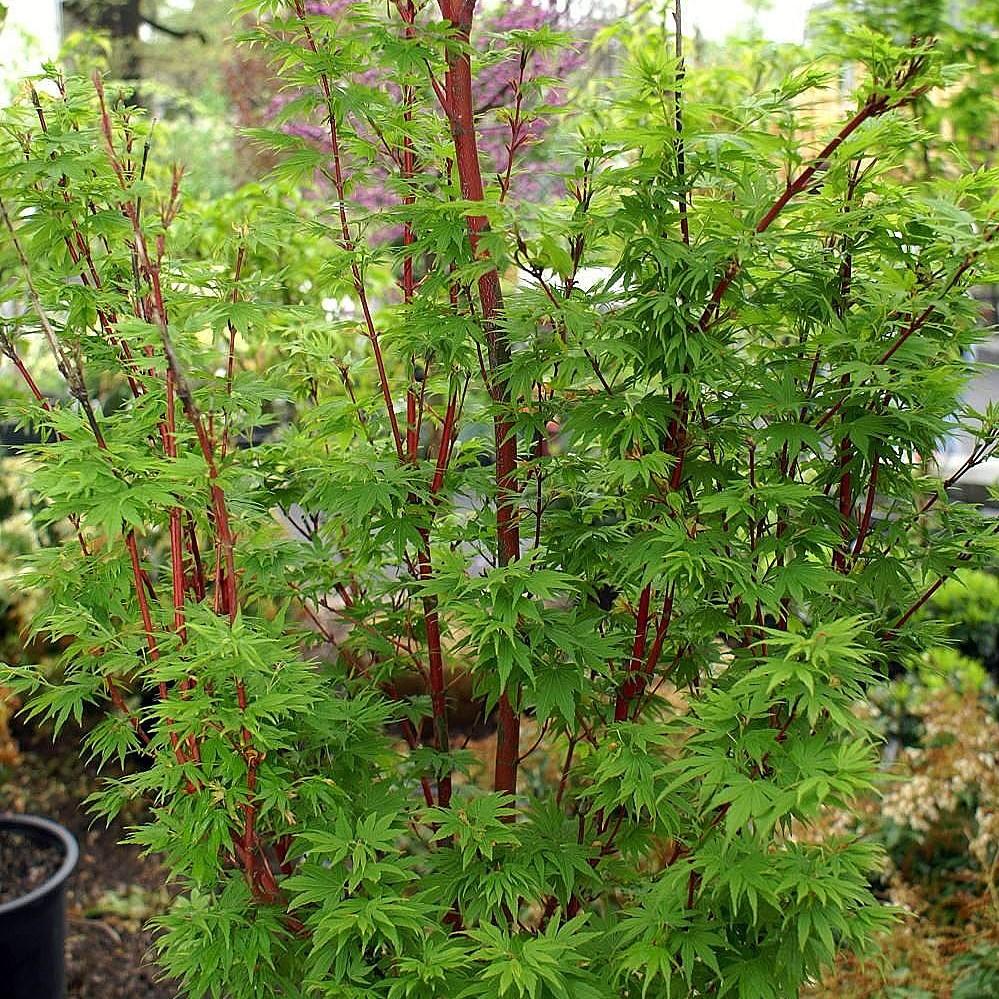 Acer palmatum 'Sango-kaku ~ Coral Bark Japanese Maple-ServeScape