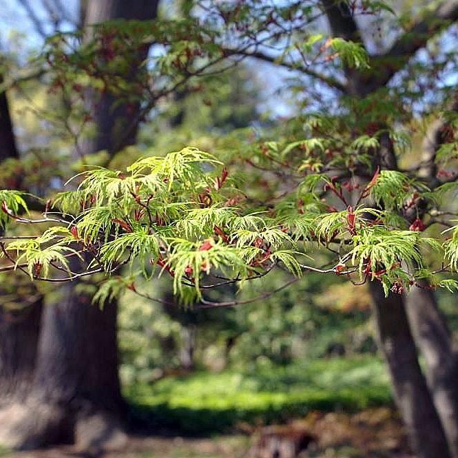 Acer palmatum 'Seiryu' ~ Seiryu Japanese Maple-ServeScape