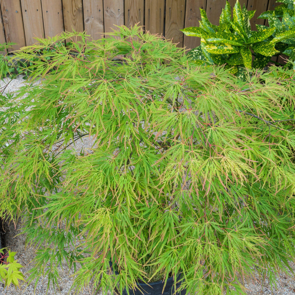 Acer palmatum 'Seiryu' ~ Seiryu Japanese Maple - Delivered By ServeScape