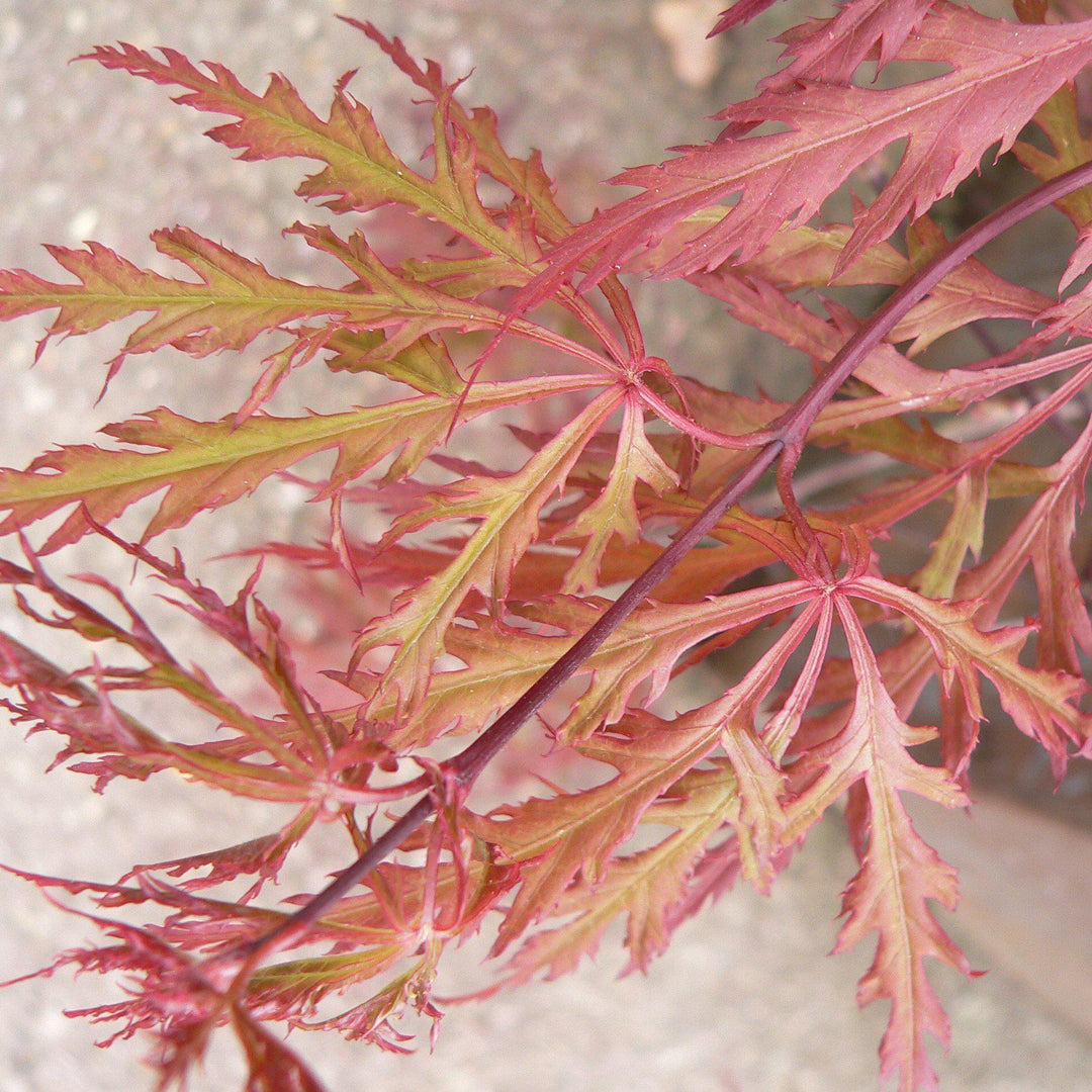 Acer palmatum dissectum 'Orangeola' ~ Orangeola Japanese Maple-ServeScape