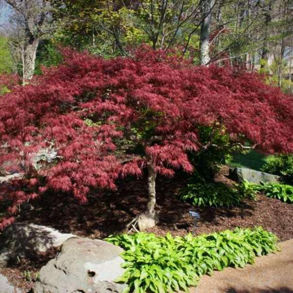 Acer palmatum dissectum 'Red Cutleaf' ~ Weeping Laceleaf Japanese Maple - Delivered By ServeScape