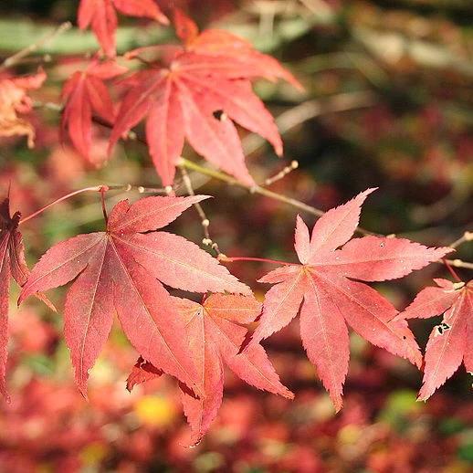 Acer palmatum var. dissectum 'Atropurpureum' ~ Red-Leaf Japanese Maple - Delivered By ServeScape