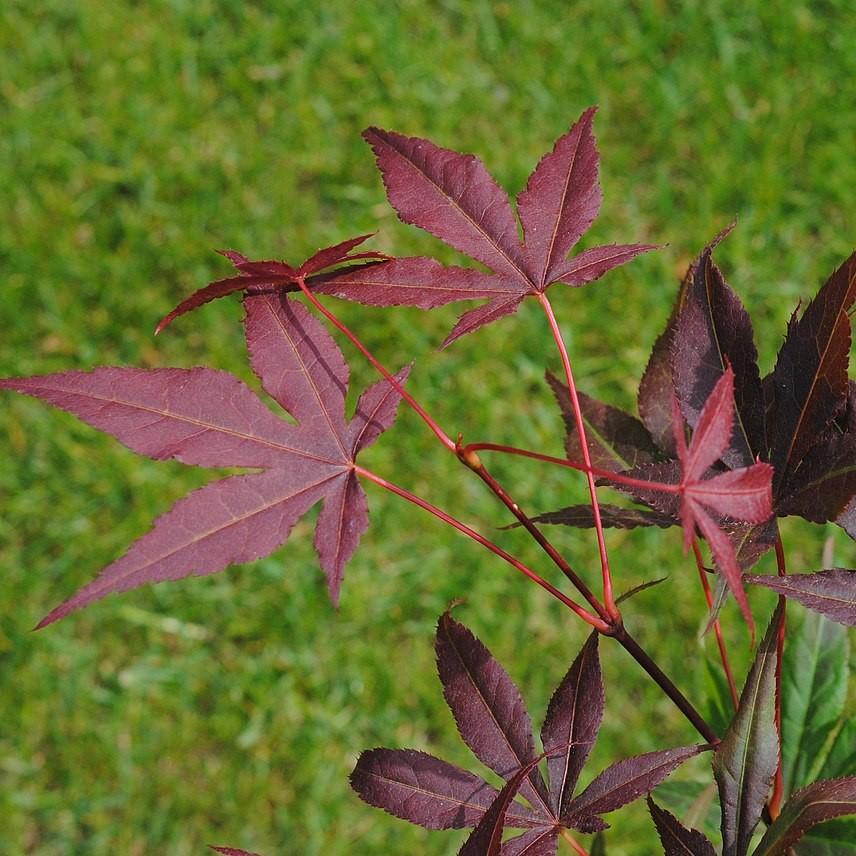 Acer palmatum var. dissectum 'Atropurpureum' ~ Red-Leaf Japanese Maple-ServeScape