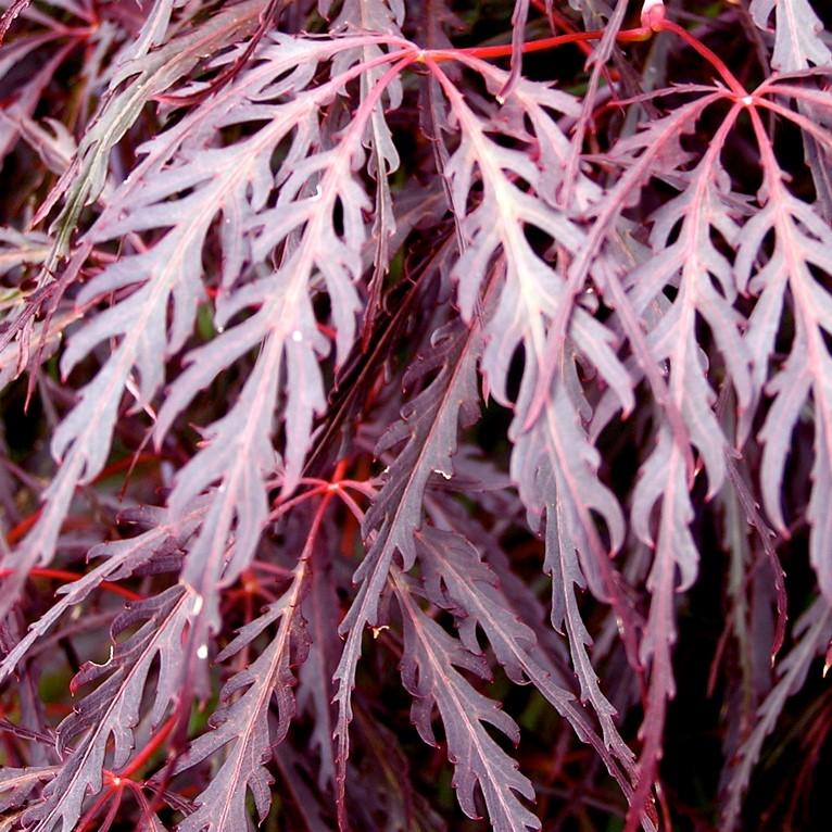 Acer palmatum var. dissectum 'Crimson Queen' ~ Crimson Queen Japanese Maple-ServeScape