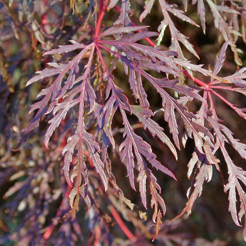 Acer palmatum var. dissectum 'Inaba-shidare' ~ Inaba-shidare Japanese Maple-ServeScape