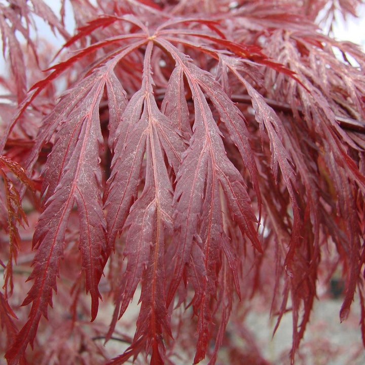 Acer palmatum var. dissectum 'Inaba-shidare' ~ Inaba-shidare Japanese Maple-ServeScape