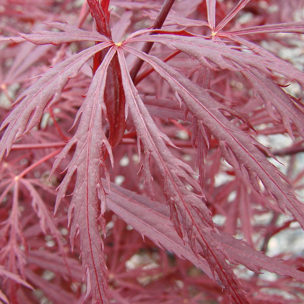 Acer palmatum var. dissectum 'Red Dragon' ~ Red Dragon Japanese Maple-ServeScape