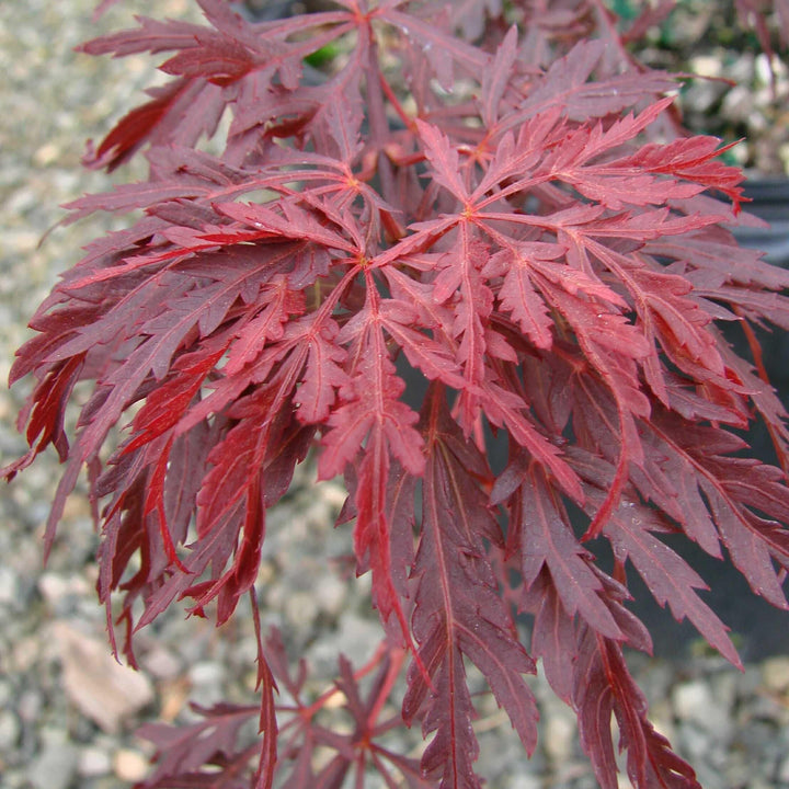 Acer palmatum var. dissectum 'Red Dragon' ~ Red Dragon Japanese Maple-ServeScape
