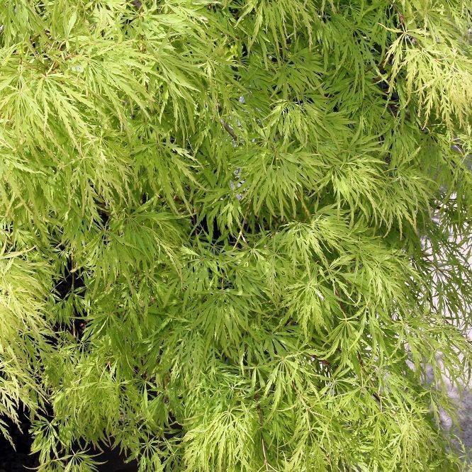 Acer palmatum var. dissectum 'Viridis' ~ Viridis Japanese Maple-ServeScape