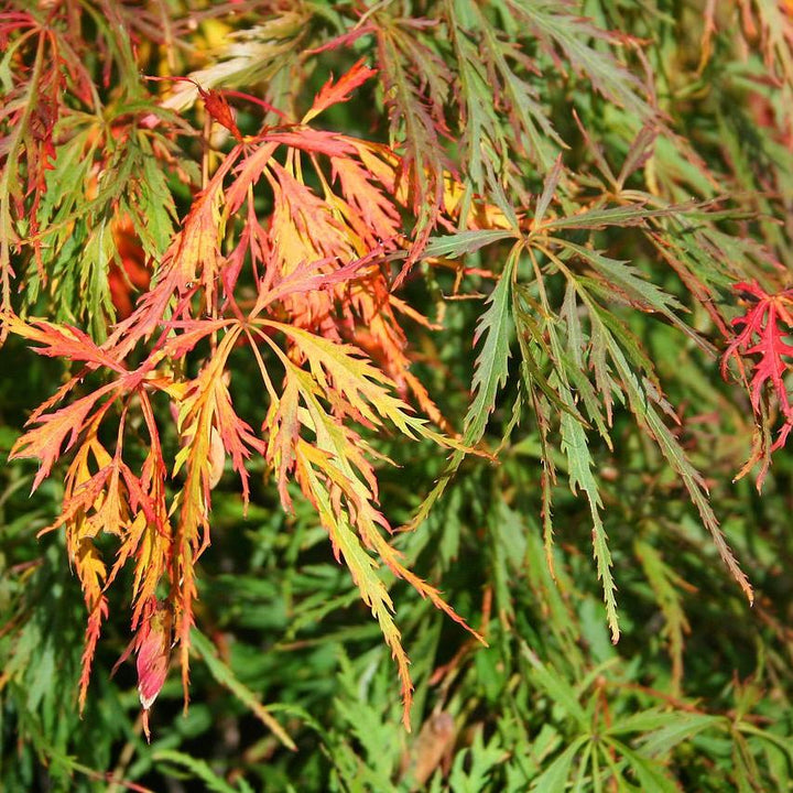 Acer palmatum var. dissectum 'Waterfall' ~Waterfall Japanese Maple-ServeScape