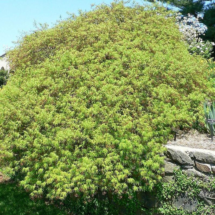 Acer palmatum var. dissectum 'Waterfall' ~Waterfall Japanese Maple-ServeScape