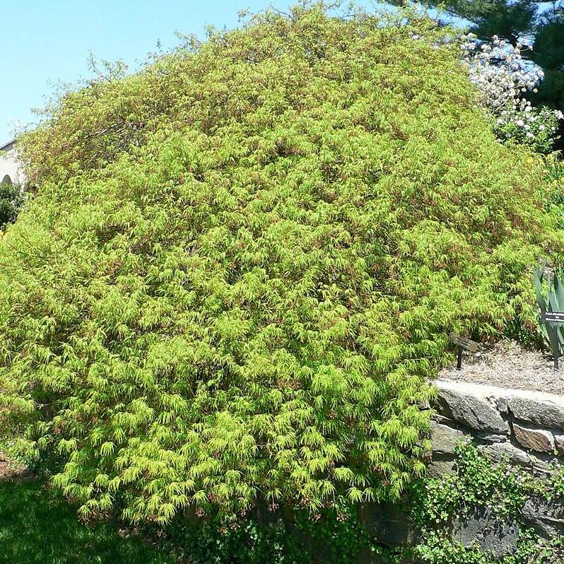 Var Inne Waterfall Waterfall Japanese Maple Tree
