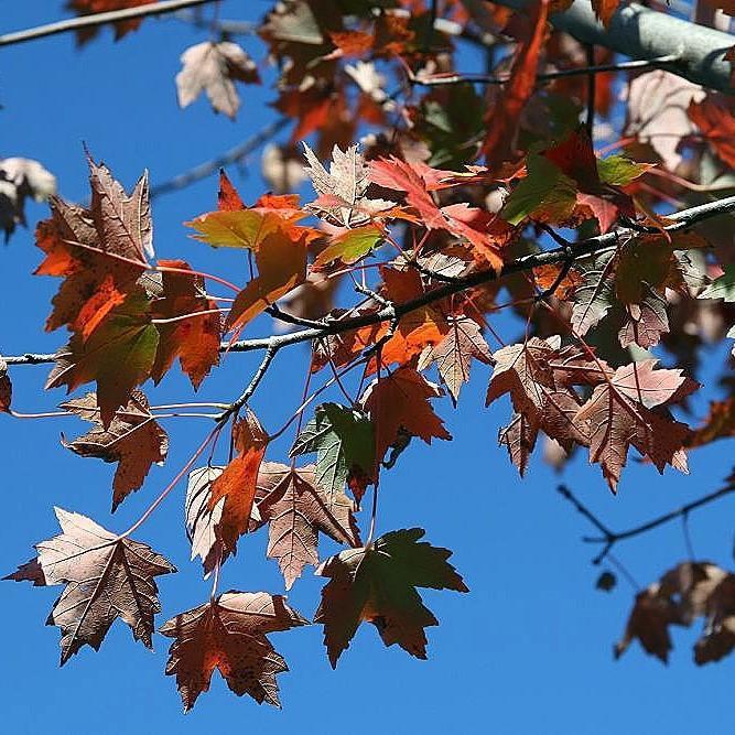 Acer rubrum 'Autumn Flame' ~ Autumn Flame Red Maple-ServeScape