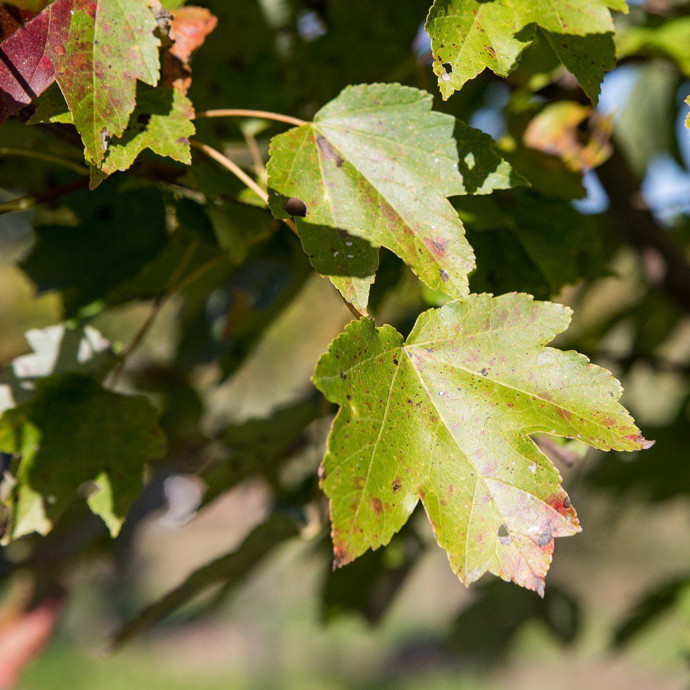 Fire Red Maple Acer rubrum 'Autumn Flame', Red Maple – ServeScape