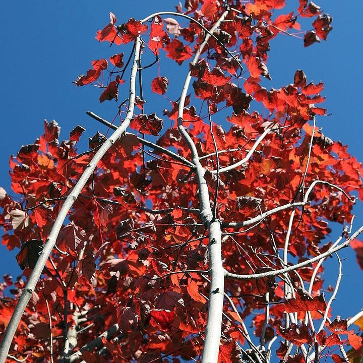 Acer rubrum 'Brandywine' ~ Brandywine Red Maple-ServeScape