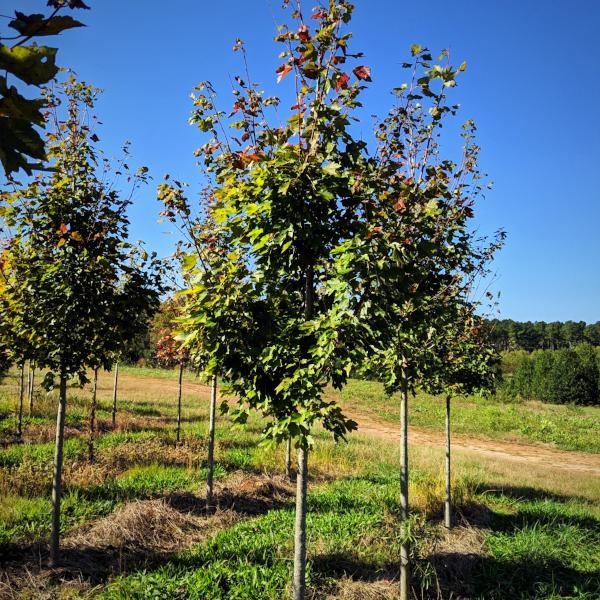 Acer rubrum 'Fairview Flame'</em>~<b>'Fairview Flame' Red Maple - Delivered By ServeScape