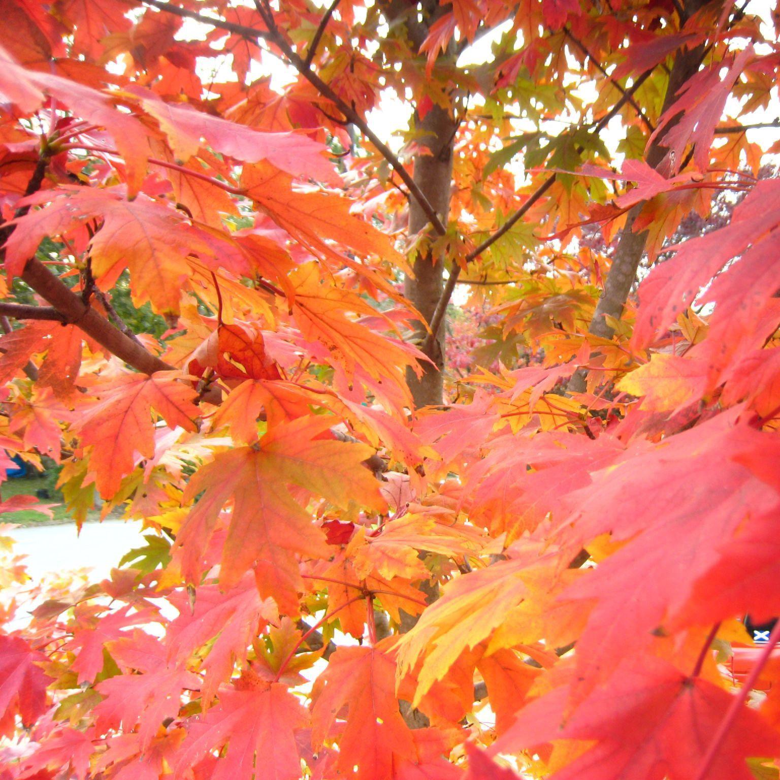October Glory® Red Maple - Acer rubrum 'PNI 0268' – ServeScape