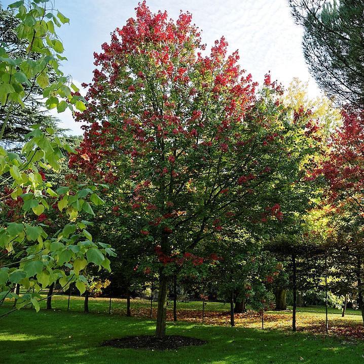 Acer rubrum 'PNI 0268' ~ October Glory® Red Maple-ServeScape