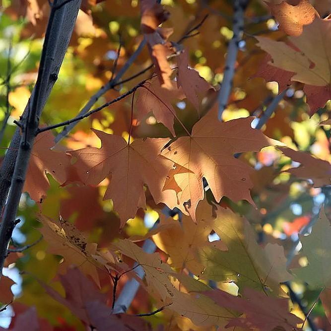 Acer saccharum 'Legacy' ~ Legacy Sugar Maple-ServeScape