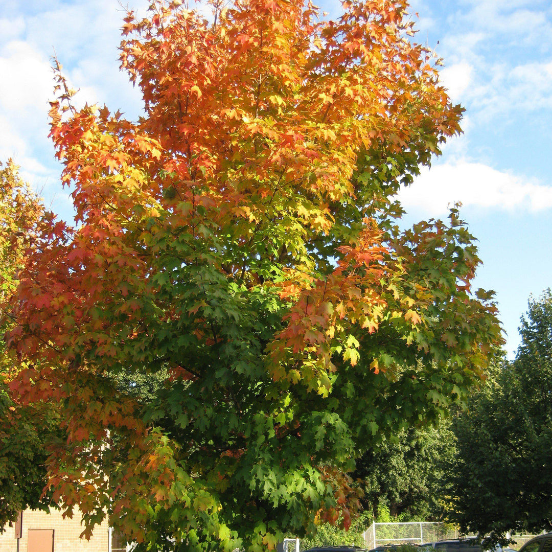 Acer saccharum 'Legacy' ~ Legacy Sugar Maple - Delivered By ServeScape