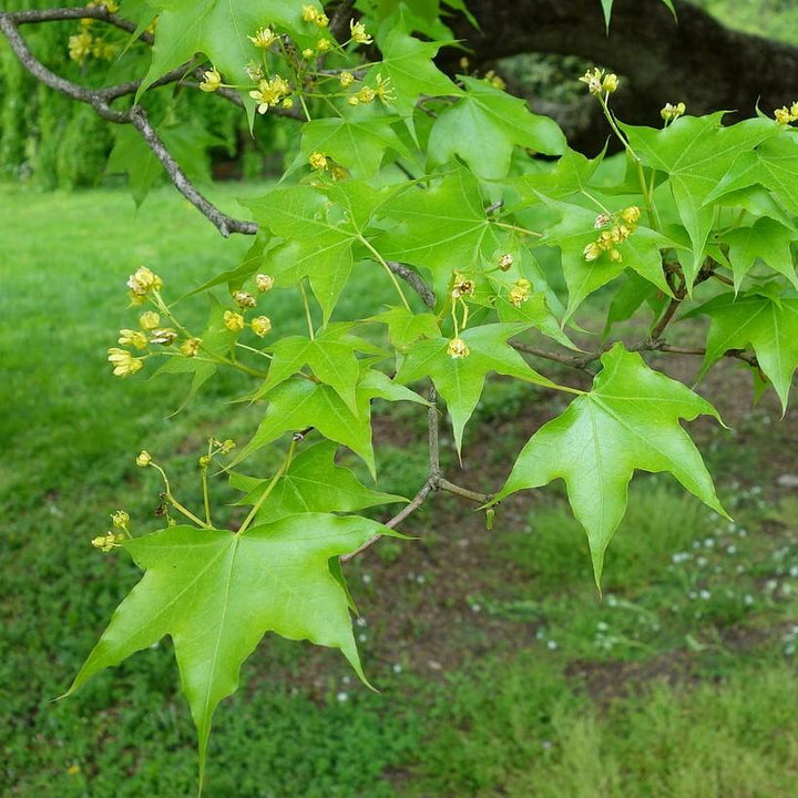 Acer truncatum ~ Shantung Maple-ServeScape