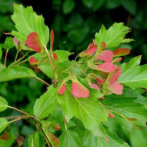 Acer ginnala ~ Amur Maple-ServeScape