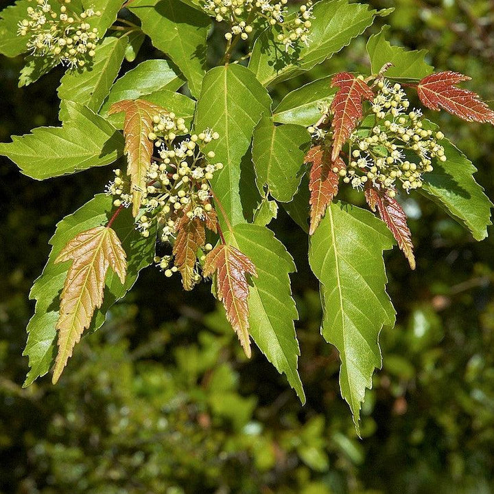 Acer ginnala ~ Amur Maple-ServeScape